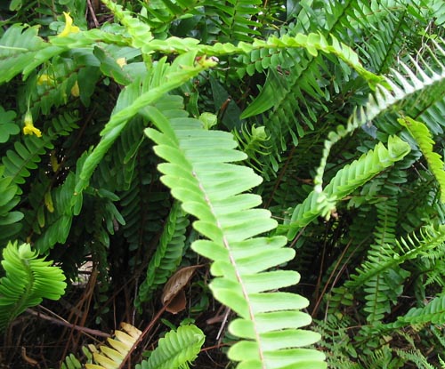 Nephrolepis: häusliche Pflege
