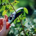 Pflaumen-Peeling Pflaumen-Peeling