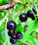 Johannisbeerschnitt: schwarze Johannisbeere