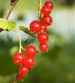 Johannisbeer-Trimmen: rote und weiße Johannisbeeren
