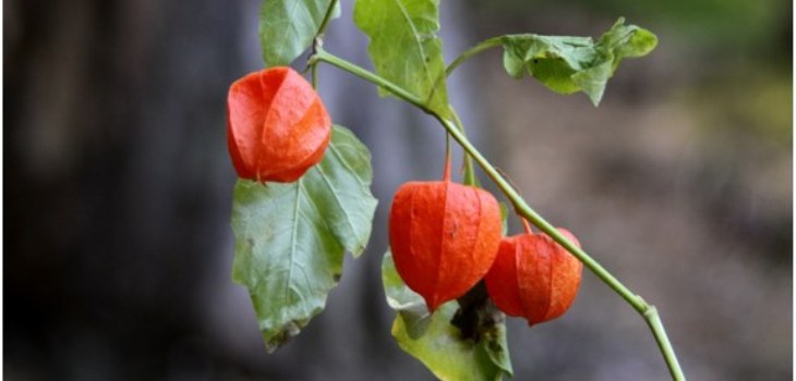 Pflanze Physalis