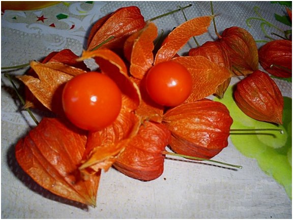 Beeren von Physalis