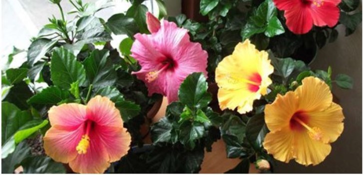 Hibiskusblüte