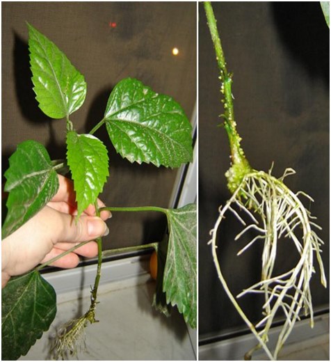 Wurzeln des Hibiskus