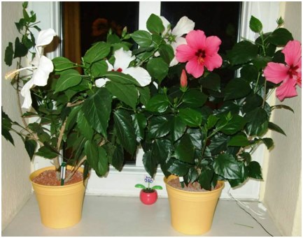 Hibiskus auf dem Fensterbrett