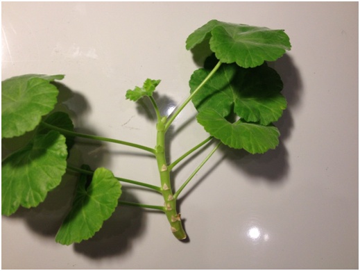Pelargonium Stiel