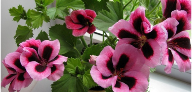 Pelargonium Blume