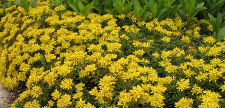 Reinigung, Sedum, Hasengras! Kultivierung von Sukkulenten im Blumenbeet und auf der Fensterbank