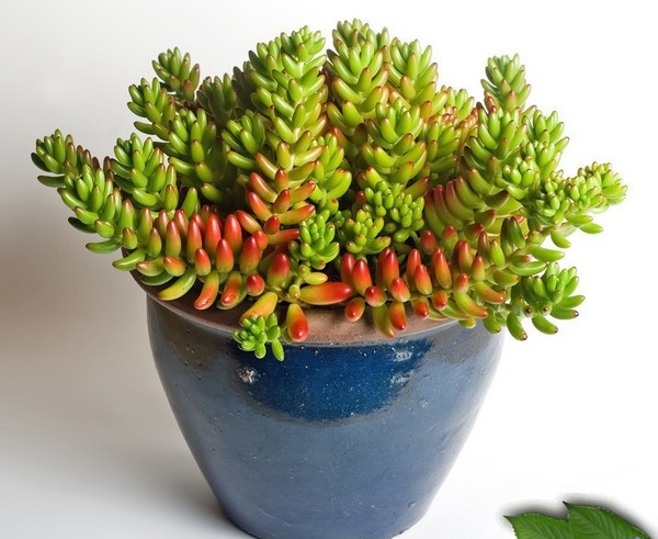 Reinigung, Sedum, Hasengras! Kultivierung von Sukkulenten im Blumenbeet und auf der Fensterbank