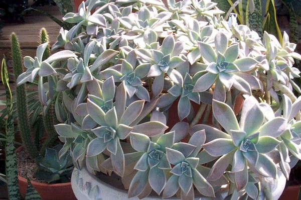 Reinigung, Sedum, Hasengras! Kultivierung von Sukkulenten im Blumenbeet und auf der Fensterbank