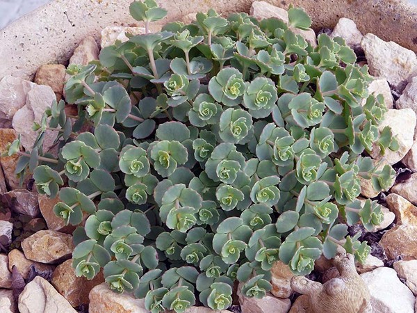 Reinigung, Sedum, Hasengras! Kultivierung von Sukkulenten im Blumenbeet und auf der Fensterbank
