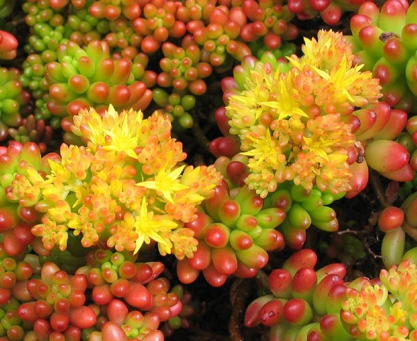 Reinigung, Sedum, Hasengras! Kultivierung von Sukkulenten im Blumenbeet und auf der Fensterbank