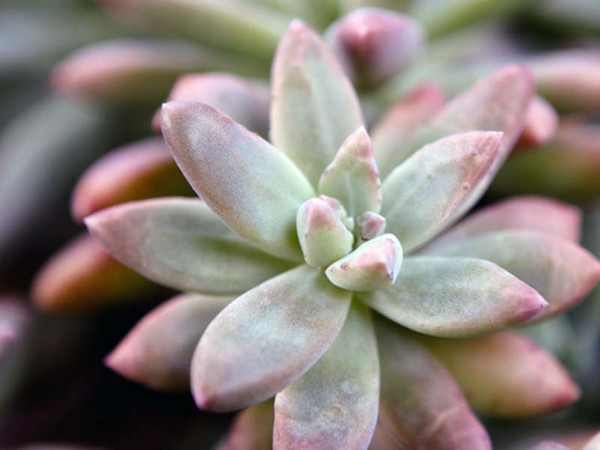 Reinigung, Sedum, Hasengras! Kultivierung von Sukkulenten im Blumenbeet und auf der Fensterbank