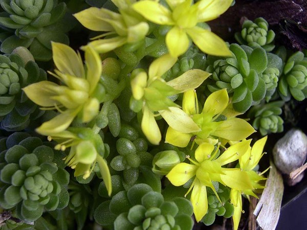 Reinigung, Sedum, Hasengras! Kultivierung von Sukkulenten im Blumenbeet und auf der Fensterbank