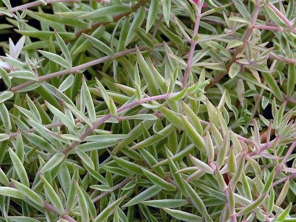 Reinigung, Sedum, Hasengras! Kultivierung von Sukkulenten im Blumenbeet und auf der Fensterbank