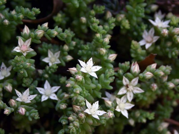 Reinigung, Sedum, Hasengras! Kultivierung von Sukkulenten im Blumenbeet und auf der Fensterbank