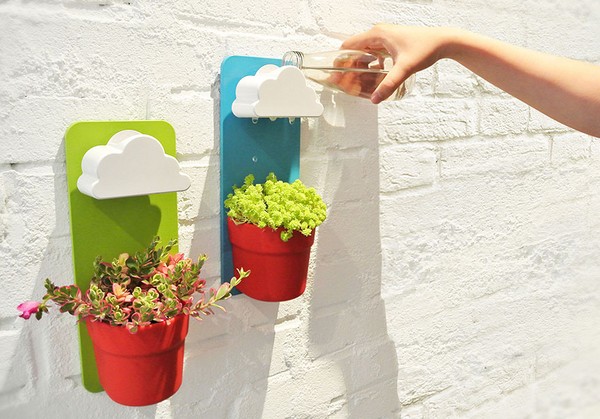 Reinigung, Sedum, Hasengras! Kultivierung von Sukkulenten im Blumenbeet und auf der Fensterbank