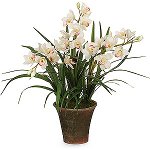 Orchid Cymbidium: Pflege und Inhalt