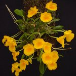 Orchidee Dendrobium