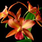 Cattleya Orchidee Cattleya Orchidee