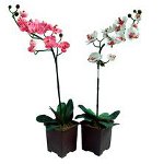 Die Orchidee blüht nicht: was tun?