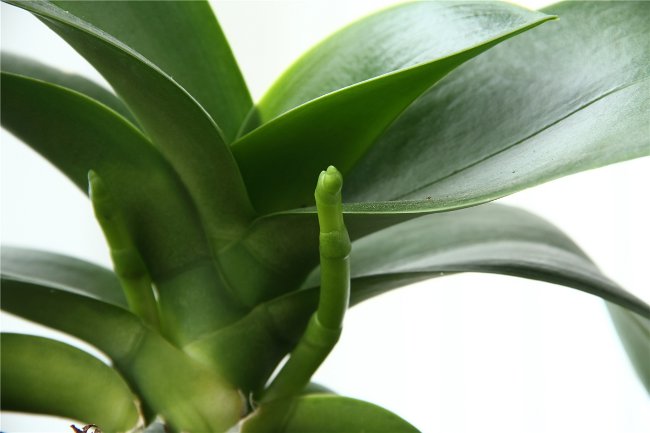 Die Orchidee blüht nicht: was tun?