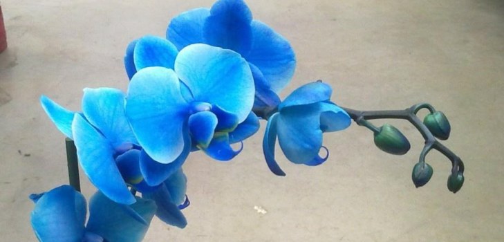 schöne Orchidee