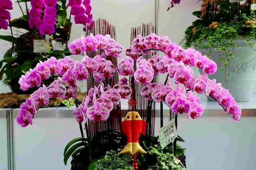 Orchidee Blume