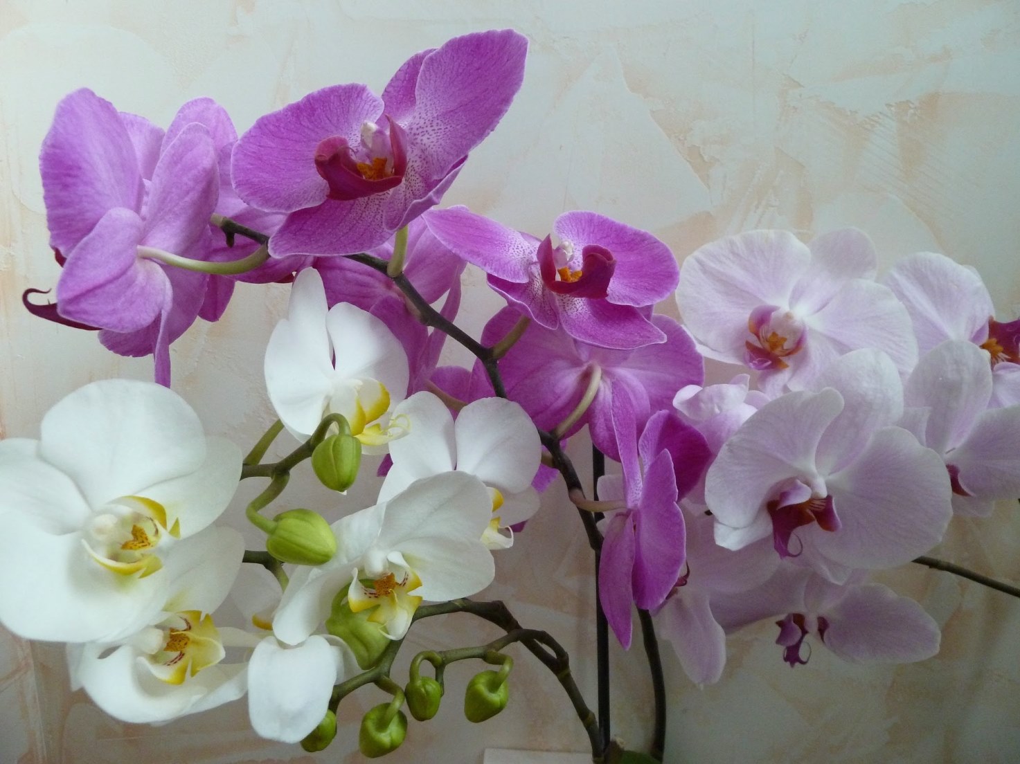 bunte Orchidee