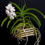 Orchidee Vanda