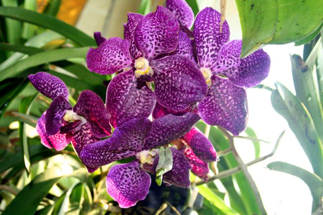 Orchidee Vanda