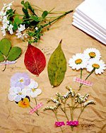 Oshibana: gepresste Blumen