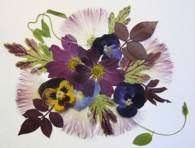 Oshibana: gepresste Blumen