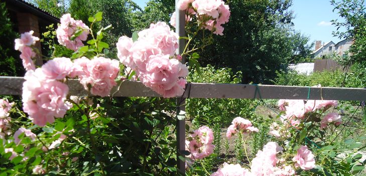 Pflanzen und Pflege für die Kletterrose