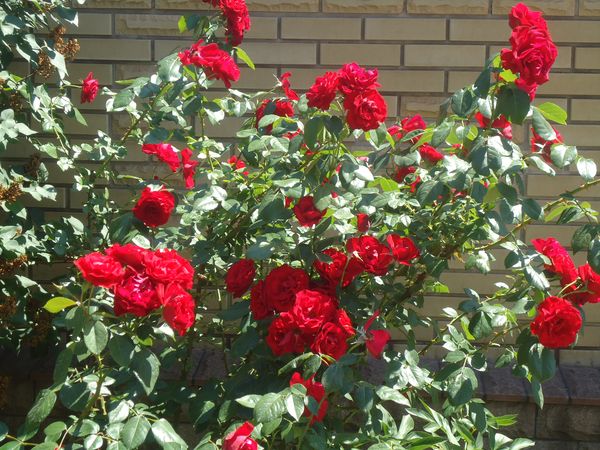 Pflanzen und Pflege für die Kletterrose