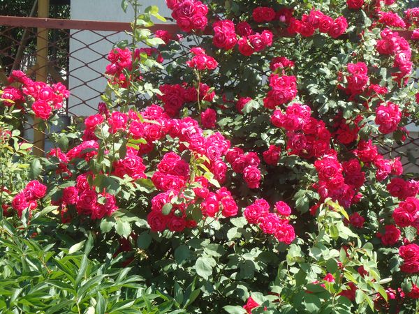 Pflanzen und Pflege für die Kletterrose