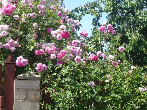 Pflanzen und Pflege für die Kletterrose