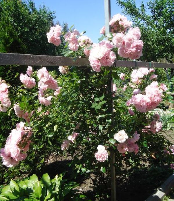 Pflanzen und Pflege für die Kletterrose
