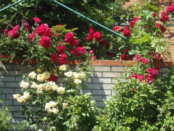 Pflanzen und Pflege für die Kletterrose