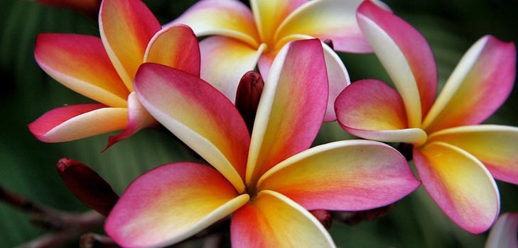 Plumeria: Foto und Pflege zu Hause