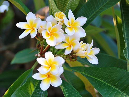 Reproduktion von Plumeria