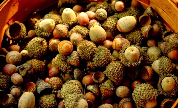 Handwerk aus Kastanien zum Thema Herbst