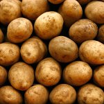 Zubereitung von Kartoffeln zum Anpflanzen Zubereitung von Kartoffeln zum Anpflanzen