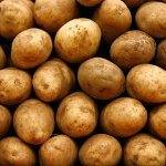 Zubereitung von Kartoffeln zum Anpflanzen