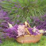 Nützliche Pflanzen im Garten
