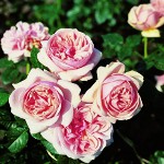 Bewässerung von Rosen