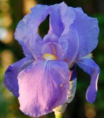 Iris pflanzen