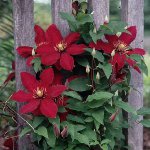 Clematis Pflanzen
