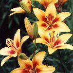 Lilien pflanzen