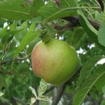 Einen Apfelbaum pflanzen